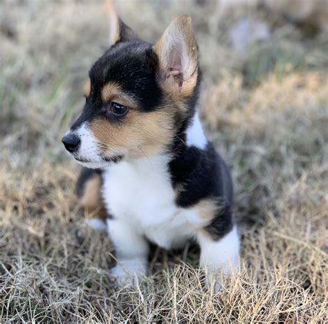 north carolina corgi puppies|pembroke welsh corgi for adoption.